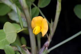 Image result for Arachis hypogaea