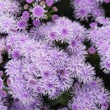 Ageratum Blue Horizon Flower Garden Seeds Approx 1000 Seeds Ageratum Houstonianum Walmart Com Flower Seeds Annual Flowers Annual Plants