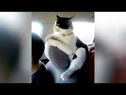Best Highlights Of Cats You Will Laugh For Hours Funny Cat Videos Youtube