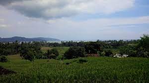 Sawah Dengan Latar Laut Geopark Ciletuh Pemandangan Lautan Air Terjun