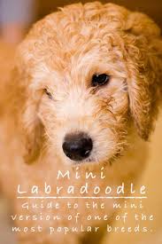 Mini Labradoodle The Miniature Poodle Labrador Retriever