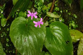 Image result for Impatiens sylvicola