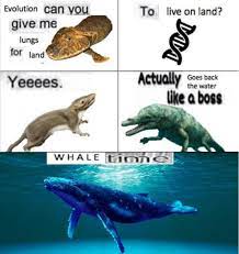 Whale time : r/HistoryMemes