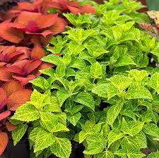 Image result for Coleus rhodesianum