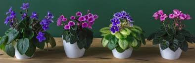 African Violet: Bloom Effortlessly! Complete Care Guide | Botanix –  Jardineries Botanix