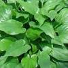 Sebuah penelitian mengungkapkan, daun keladi tikus memiliki kandungan alkaloid, triterpenoid, and lignan (polifenol). Https Encrypted Tbn0 Gstatic Com Images Q Tbn And9gcsw8q89hezstycvcx8fe 7bv1y7w4ayqggqb5ditfi Usqp Cau