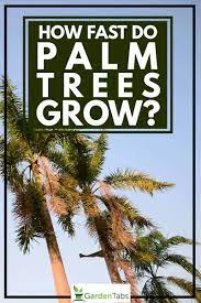 Thriving in zones 10b and 11, the popular florida palm will only grow in the southern areas of the state. How Fast Do Palm Trees Grow Garden Tabs