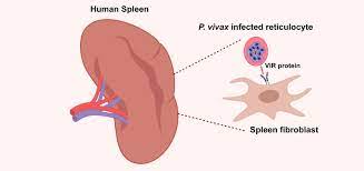 The liver and the spleen can increase in size. El Parasito De La Malaria P Vivax Puede Permanecer En El Bazo Gracias A La Expresion De Ciertas Proteinas The Malaria Parasite P Vivax Can Remain In The Spleen Upon Expression Of