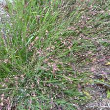 Image result for Aizoon virgatum