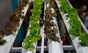 build a simple diy hydroponics system