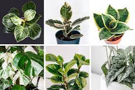 R/houseplants is surprisingly all about houseplants. 16 Beautiful Variegated Houseplants You Will Love Smart Garden Guide