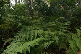 Image result for Ctenitis cirrhosa