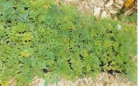 Image result for Millettia eetveldeana