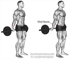 Debuter La Musculation A La Maison Forearm Workout Arm Workout Forearm Muscles