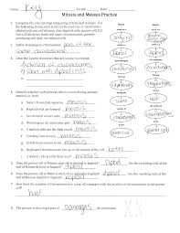 During which phase does the nuclear membrane form around the chromosomes? Mitosis Vs Meiosis Worksheet Answer Key Docsity