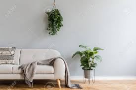 Maybe you would like to learn more about one of these? Minimalistic Home Interior With Grey Design Sofa Tropical Plants And Elegant Accessories Copy Space For Inscription Mock Up Poster Brown Wooden Parquet Concept Of Stylish Home Interior Stock Photo Picture And Royalty
