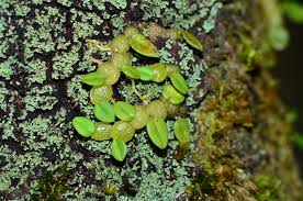 Image result for Bulbophyllum elliotii