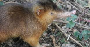 Hispaniolan Solenodon Unusual Animals Unique Animals Animals