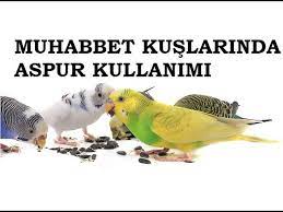 muhabbet kuslarinda aspur kullanimi ve faydalari youtube