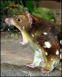 Treknature Angry Young Man Photo Unusual Animals Australia Animals Weird Animals