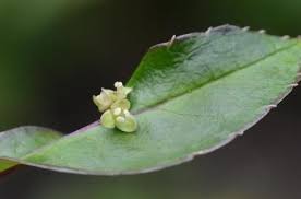 Image result for Cornaceae