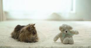 صور قطط مضحكة قطط صغيرة بالصور مجموعة صور قطط 2014 teddy bear wallpaper fluffy cat bear wallpaper