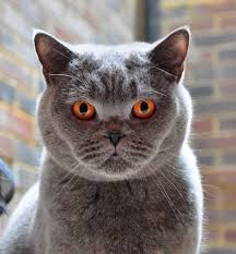 They are soo adorable and cute! Portrait Of Harvey Gorgeous Cats British Shorthair Cats Grey Cats