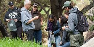 Eco-Friendly Foraging - Plants Walk / Wild Food Tasting