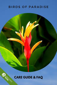 Bird Of Paradise Propagation Bird Of Paradise Guide How To Take Care Of A Bird Of Paradise Plant In 2020 Birds Of Paradise Plant Birds Of Paradise Plants