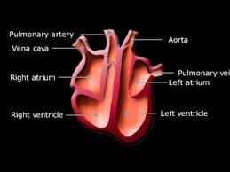 Radiology department university medical center utrecht and the alrijne hospital in leiderdorp, the netherlands. Ks3 Biology Heart Youtube