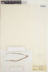 Image result for Vittaria elongata