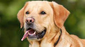 Labrador Retriever Puppies For Sale Dog Coughing Labrador Retriever Dog Dog Brushing