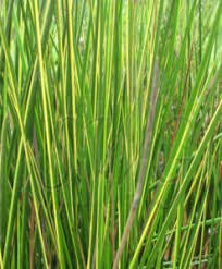 Image result for Prismatocarpus cordifolius