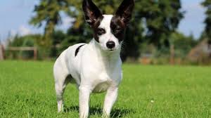 See more ideas about cairn terrier puppies, cairn terrier, terrier puppies. Chihuahua Terrier Mix Is It The Right Dog For You All Things Dogs All Things Dogs