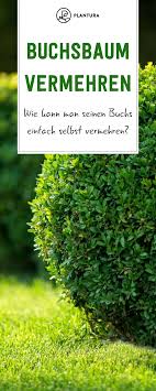 Buchsbaum Vermehren Stecklinge Teilung Plantura Buche Baum Stecklinge Buchsbaum
