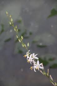 Image result for Chlorophytum krookianum