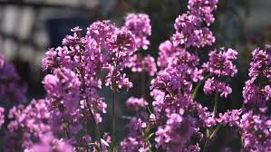 Image result for Silene kiwuensis