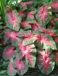 Image result for Caladium