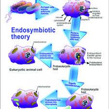 Unlike the eukaryotic cells of plants and fungi, animal cells do not have a cell wall. This Figure Illustrates The Endosymbiotic Origin Of Mitochondria And Download Scientific Diagram