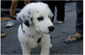 Australian Black And White Shepherd Pin By Allie Hinton On Dogs Lab Mix Puppies Australian Shepherd Lab Mix Australian Shepherd