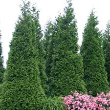 Thuja Green Giant Jumbo Arborvitae Gallons