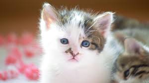 Gercek Kedi Sesi Gelmeyen Kedi Yok Yavru Kedi Cagirma Sesi Kedinizi Cildirtin Yavru Kedi Sesi Youtube