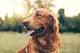 This luxury pet resort and spa has all of the amenities you'd expect to find at the ritz. Paw Lofts Premier Dog Boarding Dog Daycare Pet Hotel In Dallas Tx