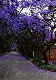 Este Es Una Acera Con Muchos Arboles En Guadalajara La Ciudad Tiene Muchas Arboles Bellas Los Turistas Gustan A Ver Mexico Travel Mexico Culture Places To Go