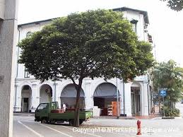 Image result for Mimusops elengi