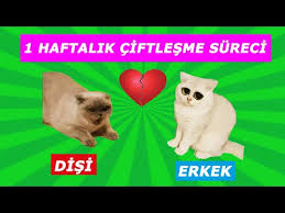 Evde Kedi Trasi Nasil Yapilir