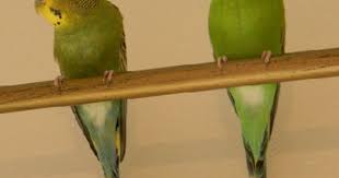 The Ones I Have At Home Look Just Like These Two