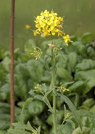 Image result for Brassica rapa