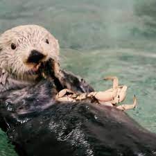 Pin On Otters