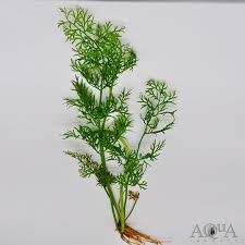 Image result for Ceratopteris